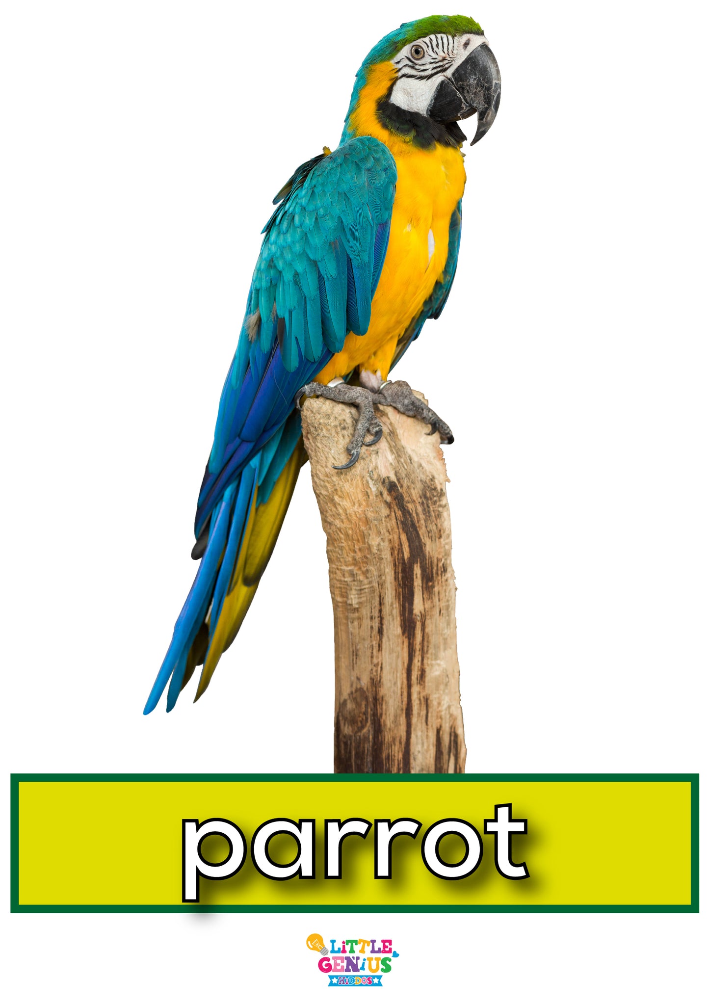 Birds Name Flashcards β Set of 17