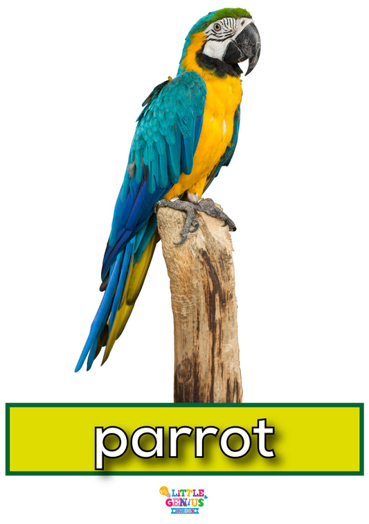 Birds Name Flashcards – Set of 17