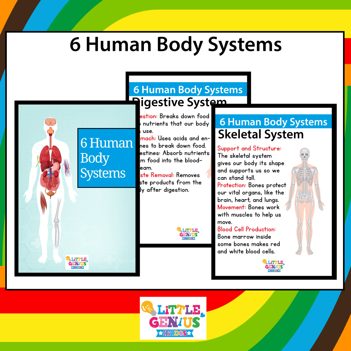 Human Body Systems Flashcards β Set of 6