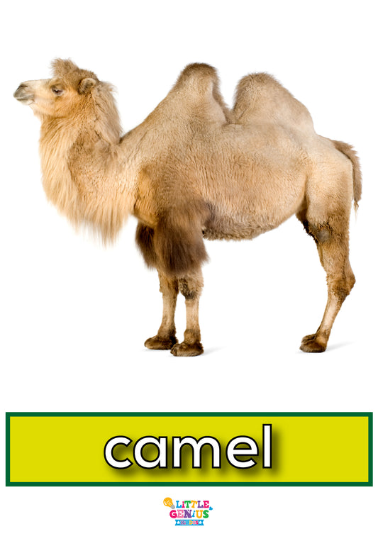 Domestic Animals Flashcards - Set of 13