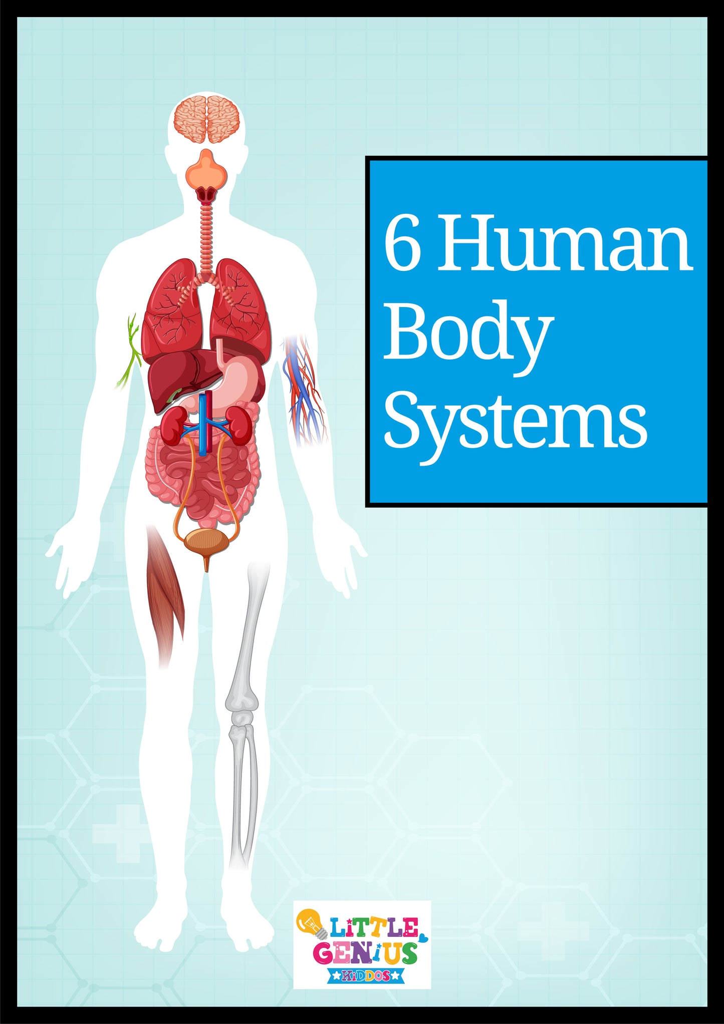 Human Body Systems Flashcards β Set of 6