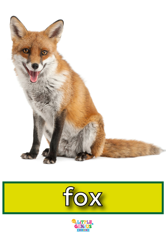 Wild Animals Flashcards - Set of 14