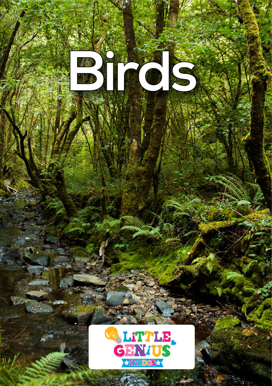 Birds Name Flashcards – Set of 17