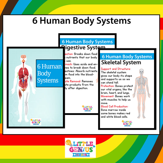 Human Body Systems Flashcards – Set of 6
