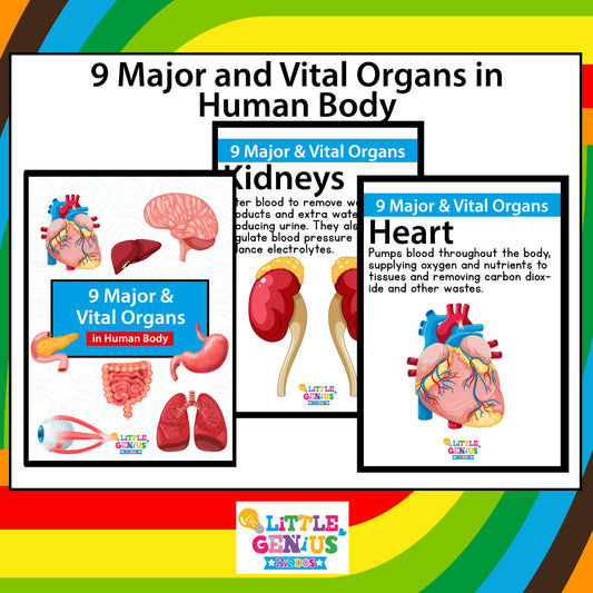 9 Major Vital Organs Flashcards – Human Body Learning Set