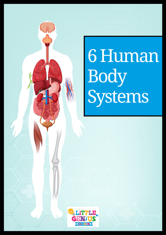 Human Body Systems Flashcards – Set of 6