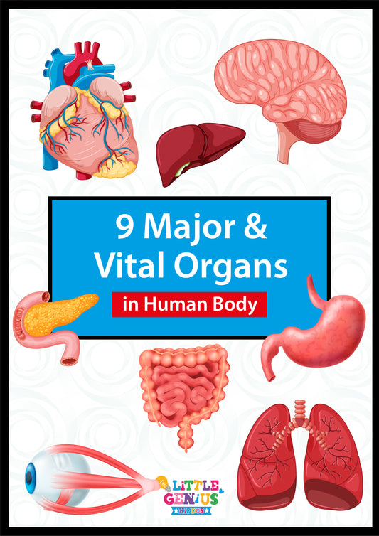 9 Major Vital Organs Flashcards – Human Body Learning Set