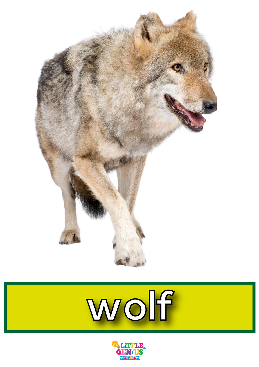 Wild Animals Flashcards - Set of 14